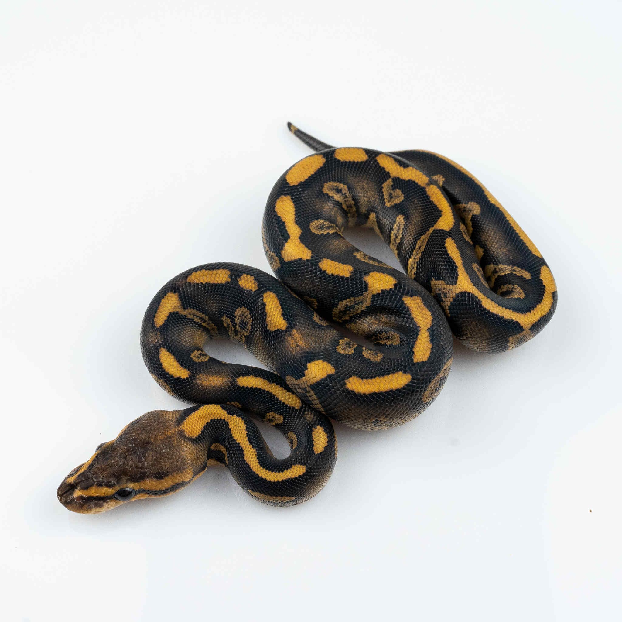 Instinct Ball Python