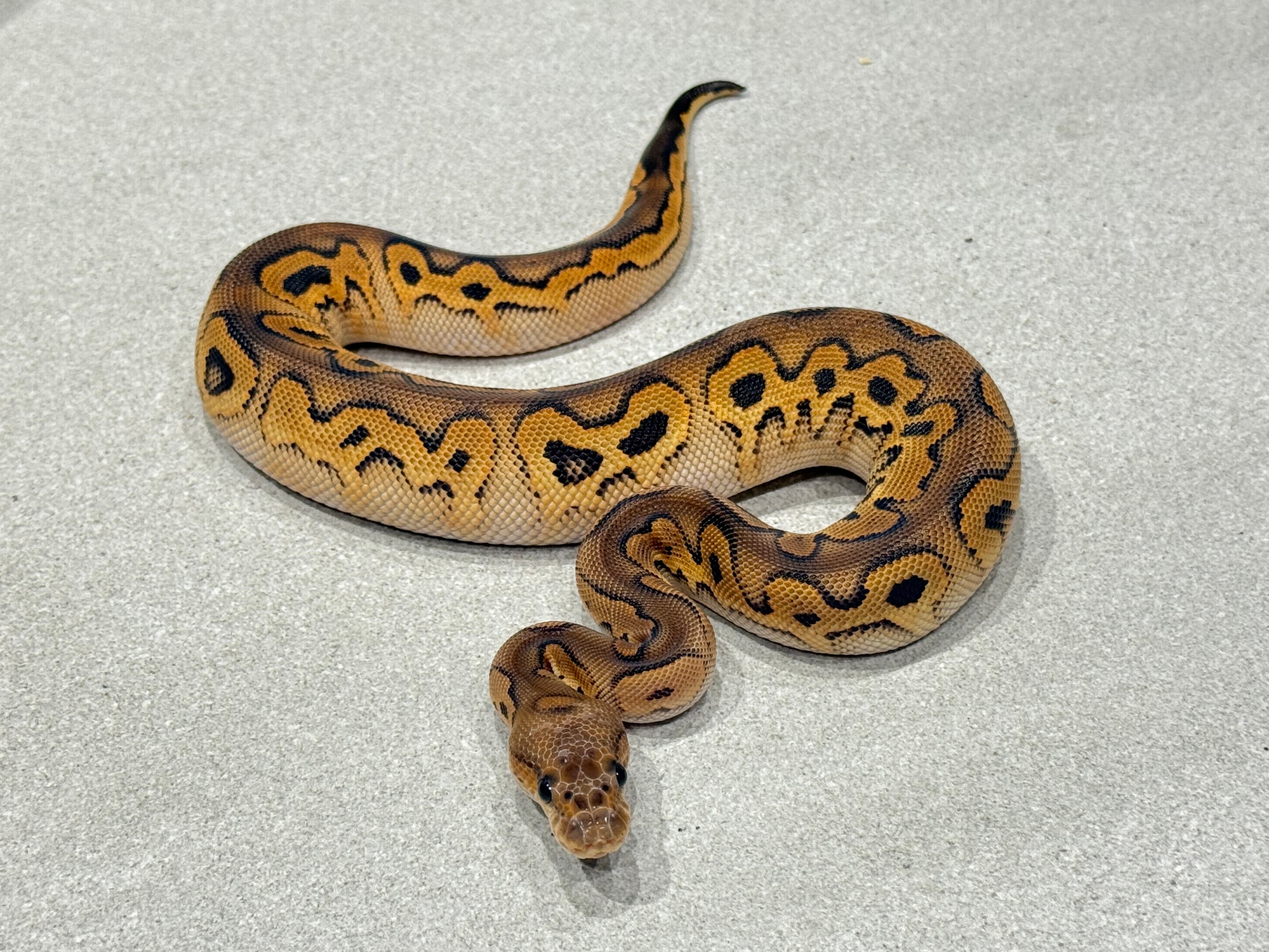 0.1 Blackpastel Lace Clown
