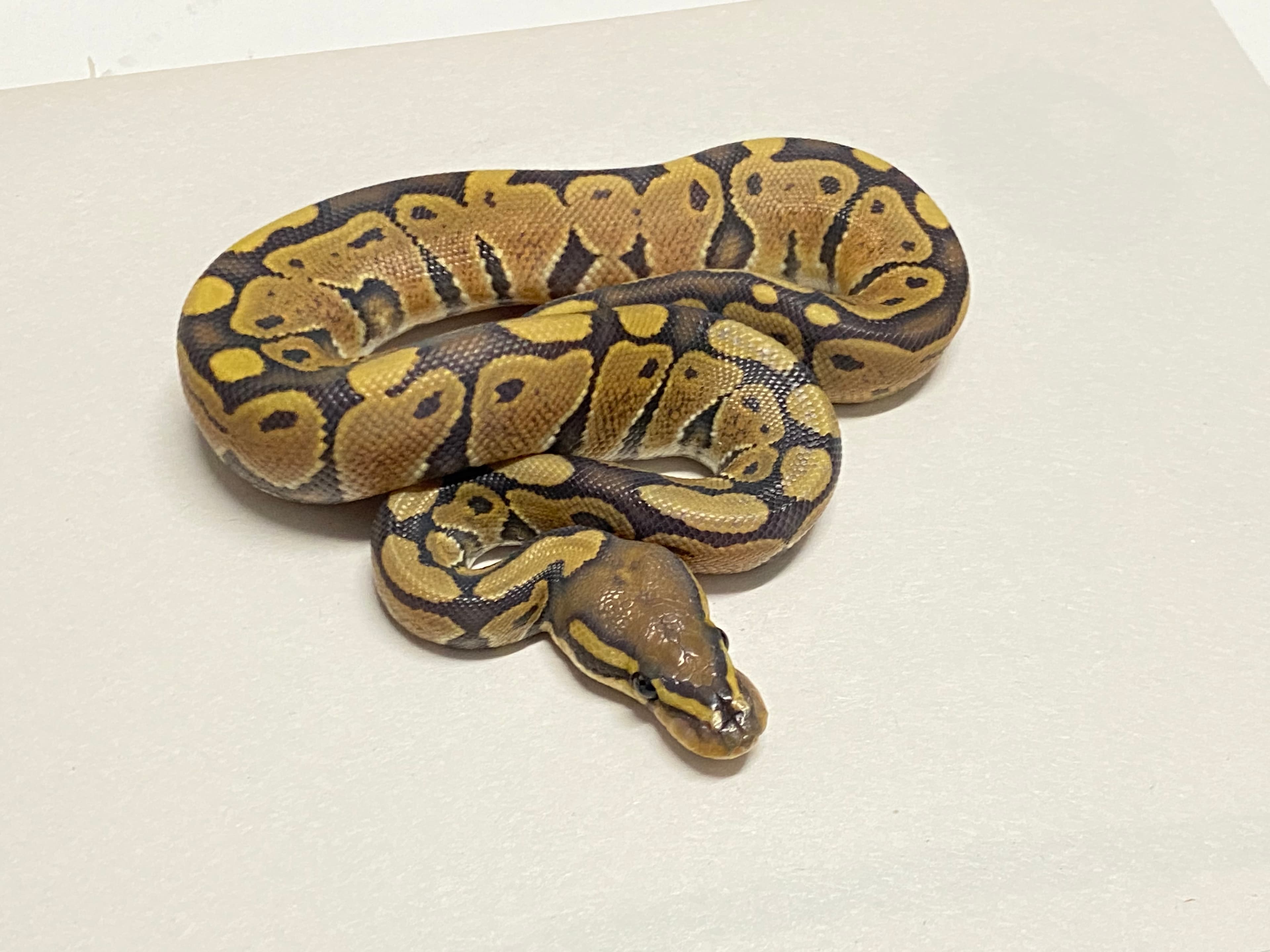 Cinnamon Enchi Hypo