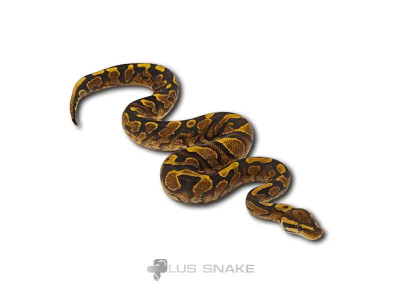 Calico yb het axanthic