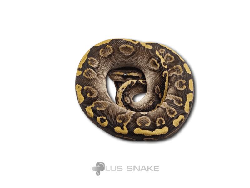 GHI Phantom Het pied
