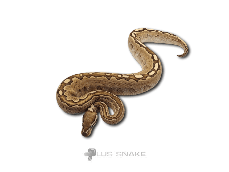 Bamboo leopard DH albino pied