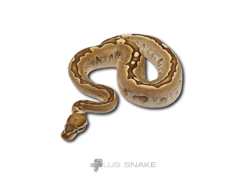 Bamboo leopard DH albino pied