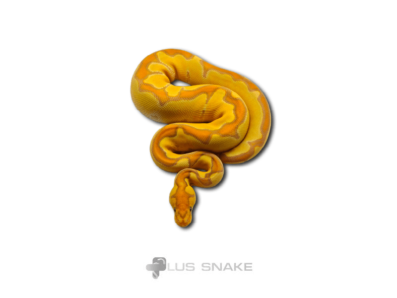 CG Enchi GHI Clown