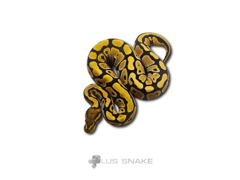 Desert ghost 50% het clown