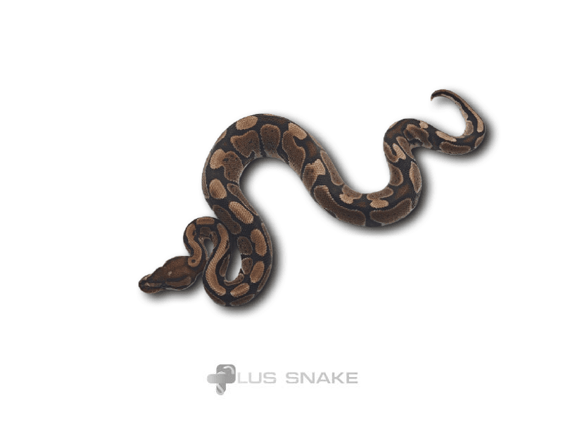 Redstripe VPI AXANTHIC 50% HET PIED