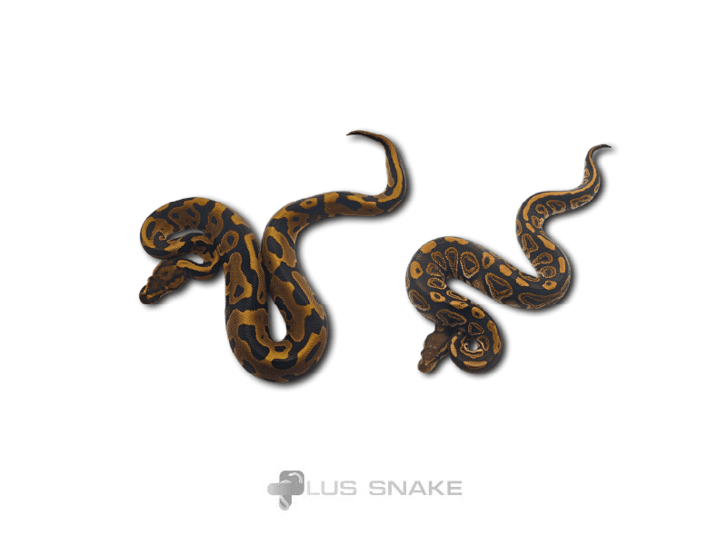 LEOPARD HET GRAIL + BLACKPASTEL HET GRAIL
