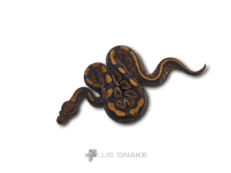 BLACKPASTEL HET GRAIL