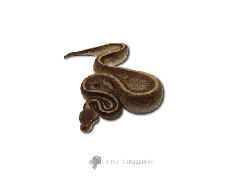 Cinamon Chocolate lesser Het clown
