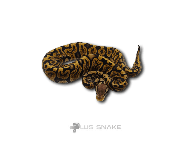 GHI LEOPARD PASTE HET DG 50% HET Clown