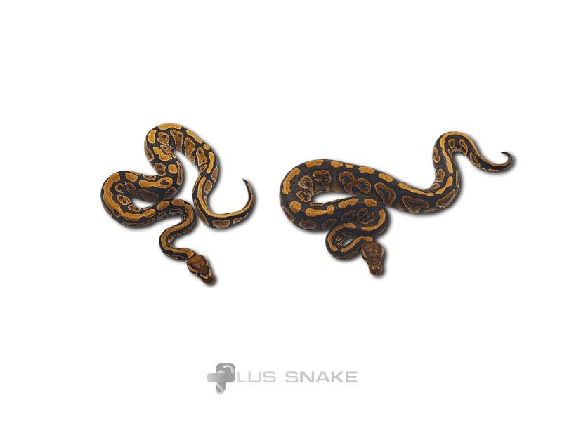 Cypress het grail + Blackpastel Het grail