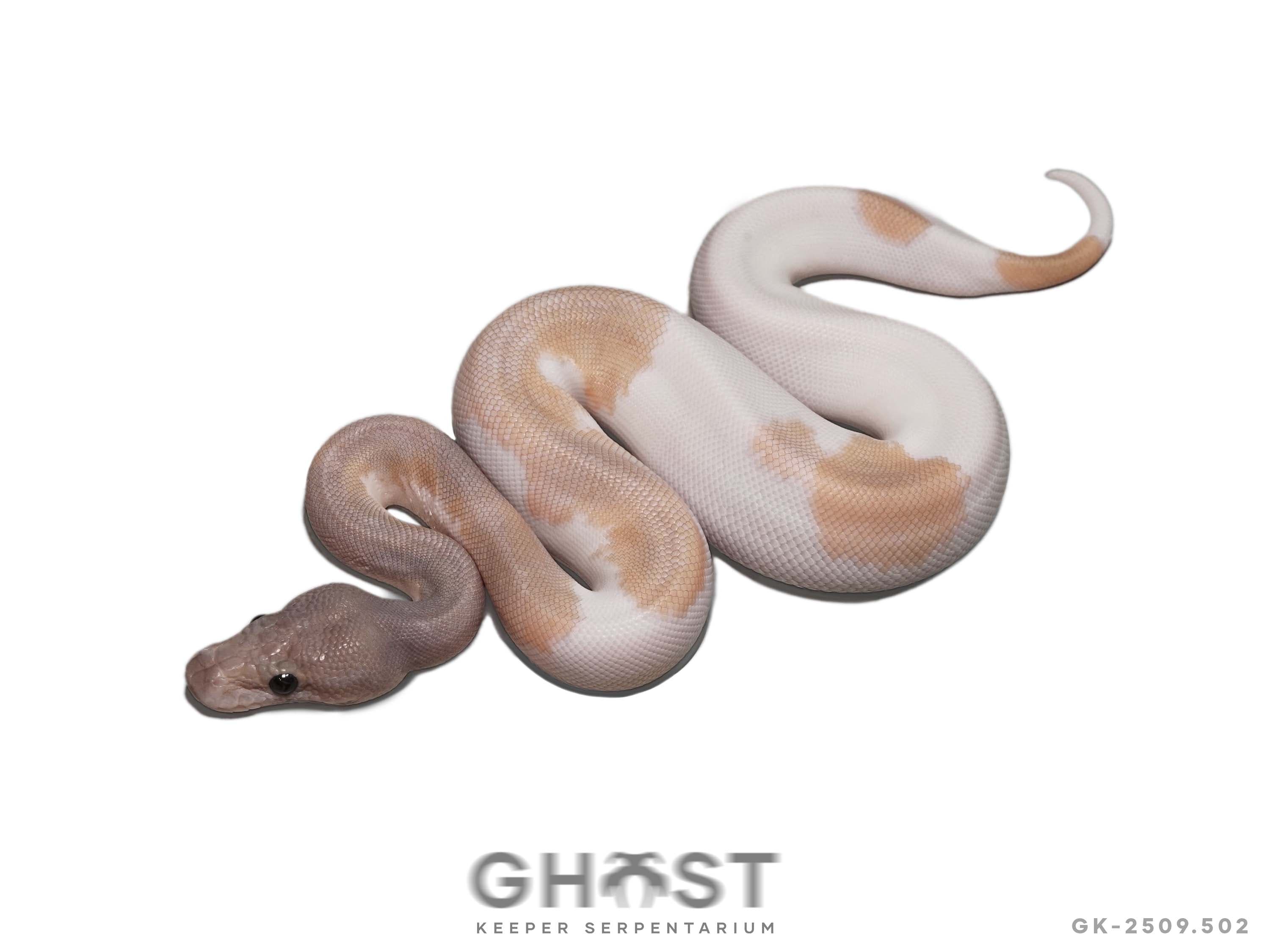 0.1 Huffman Mojave Hypo Pied